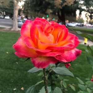 Meet your Posher, Sam